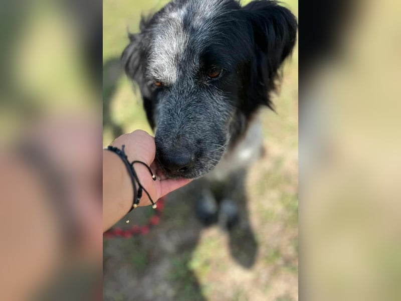 Lupo - wir geben die Hoffnung für ihn nicht auf