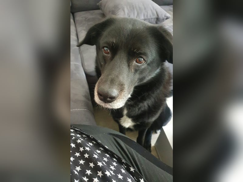 BIJOU - dringend ein neues Zuhause gesucht-wartet in PLZ 75038