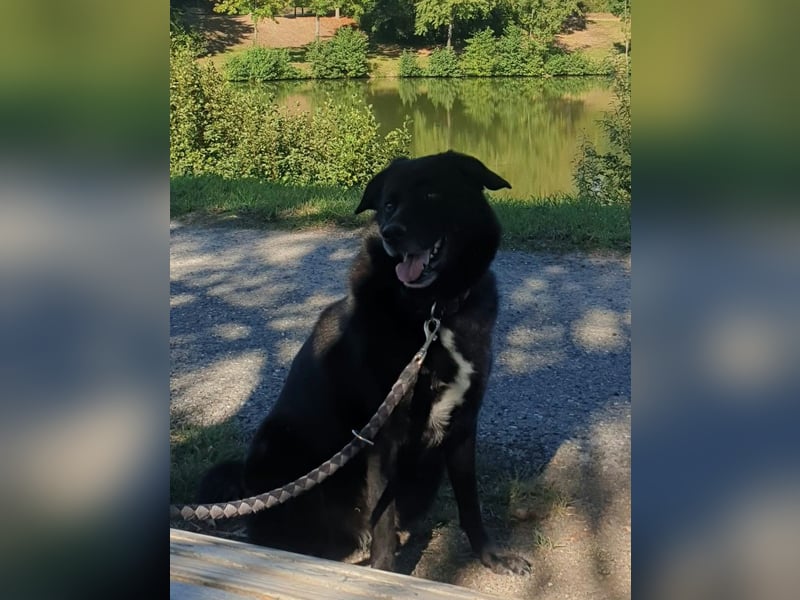 BIJOU - dringend ein neues Zuhause gesucht-wartet in PLZ 75038