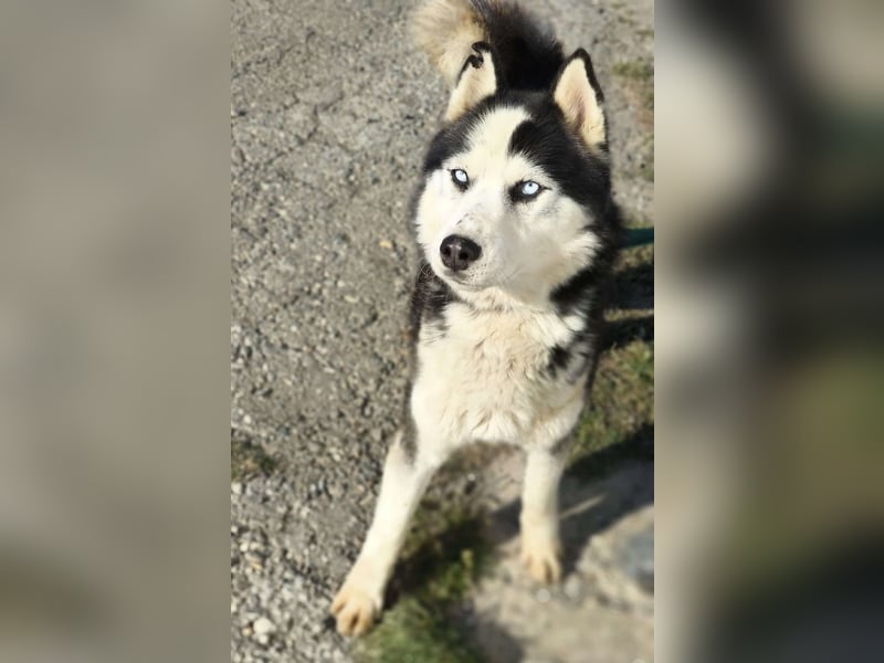 Husky-Mix „Samba“ - nordische Schönheit mit blauen Augen