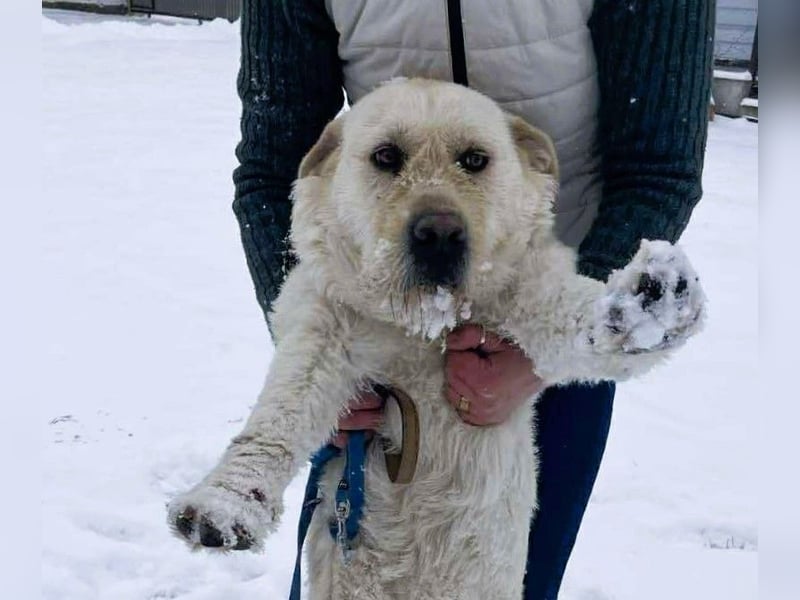 Labbi Mix „TOM“ voller Lebensfreude und Freundlichkeit
