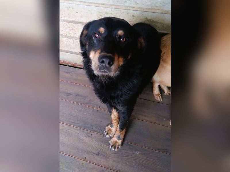 Seelenhund Sami - sucht ein Zuhause auf Lebzeit