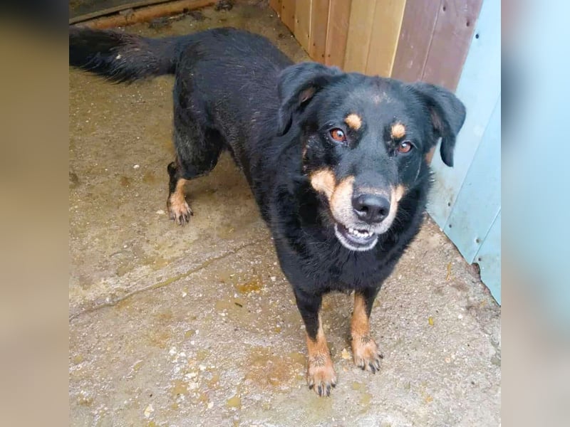 Seelenhund Sami - sucht ein Zuhause auf Lebzeit