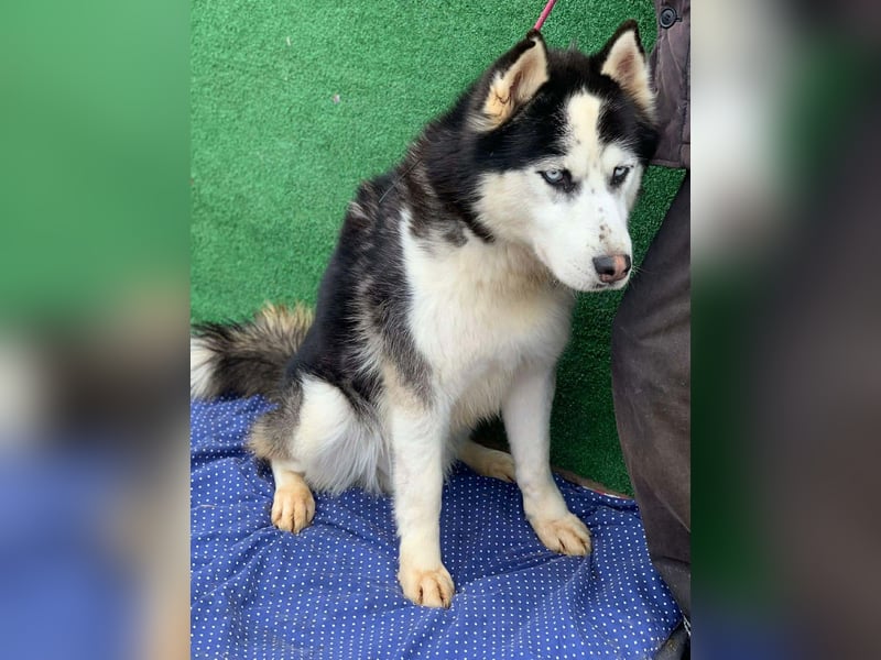 Husky-Mix „Samba“ - nordische Schönheit mit blauen Augen