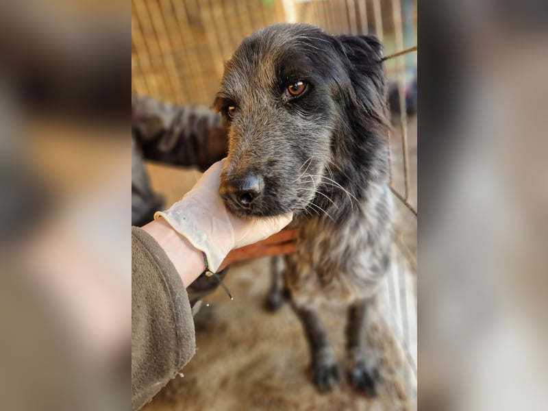 Lupo - wir geben die Hoffnung für ihn nicht auf