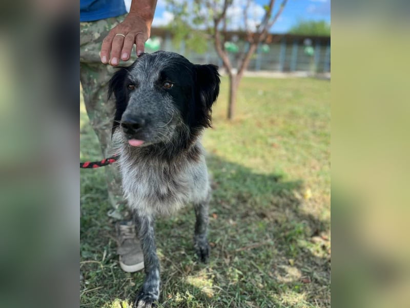 Lupo - wir geben die Hoffnung für ihn nicht auf