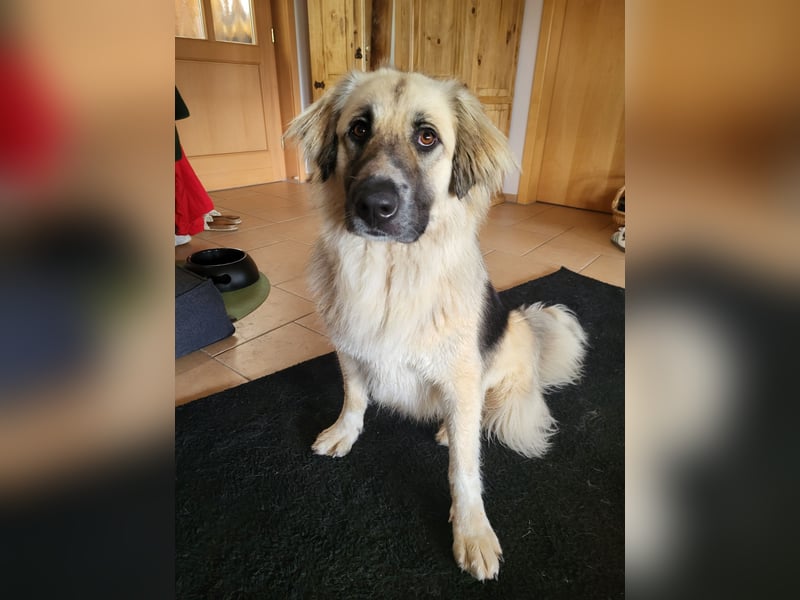 Für-immer-Zuhause ❤️gesucht für LINDA - wartet in PLZ 90596