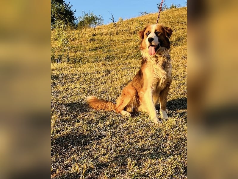 Randy - ein Traum auf 4 Pfoten und bildschön