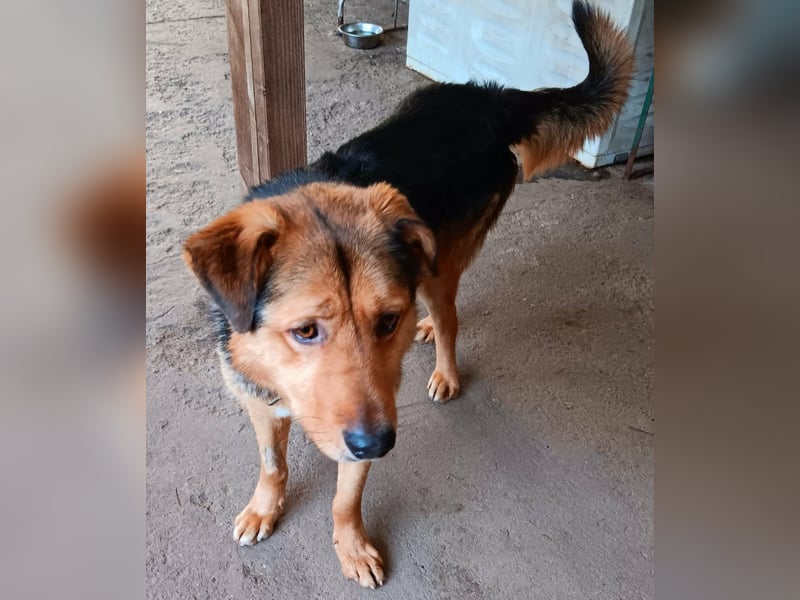 „SOS“ für Sajan - wartet in PLZ 16835 Herzberg auf Besuch