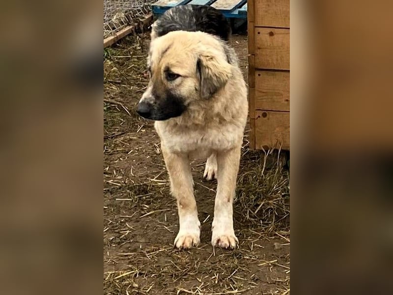 Linda – Zuhause gesucht für ein besonders liebes Mädchen