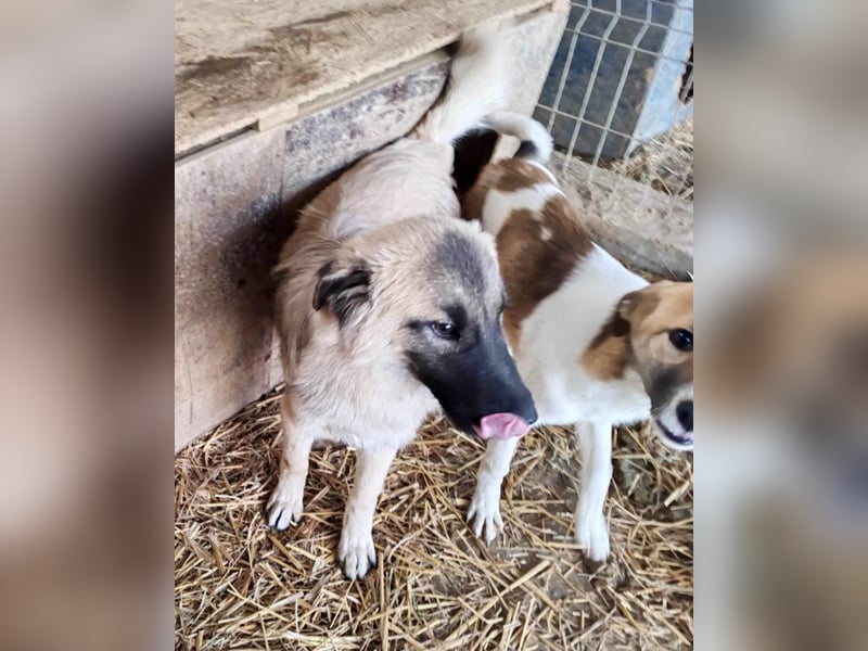 Traumjunge „Kojo“ – ist auf der Suche nach seinem Glück