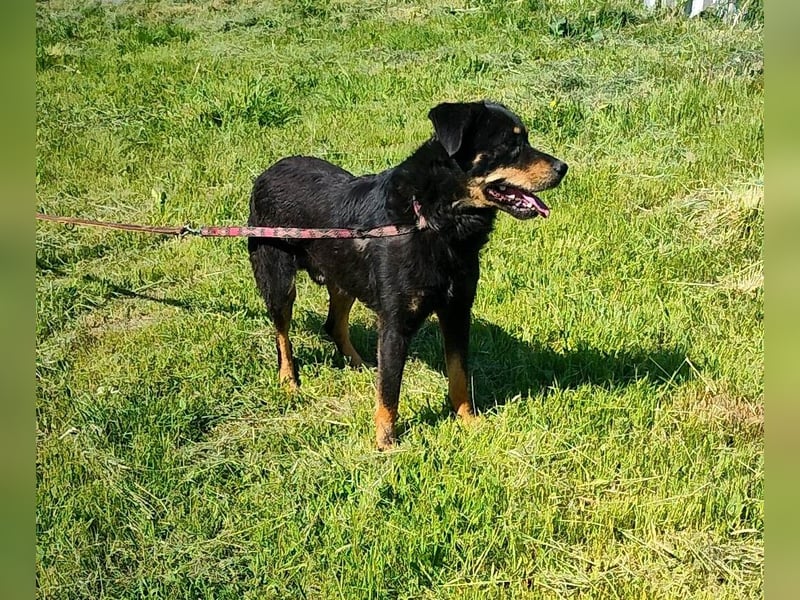 Seelenhund Sami - sucht ein Zuhause auf Lebzeit