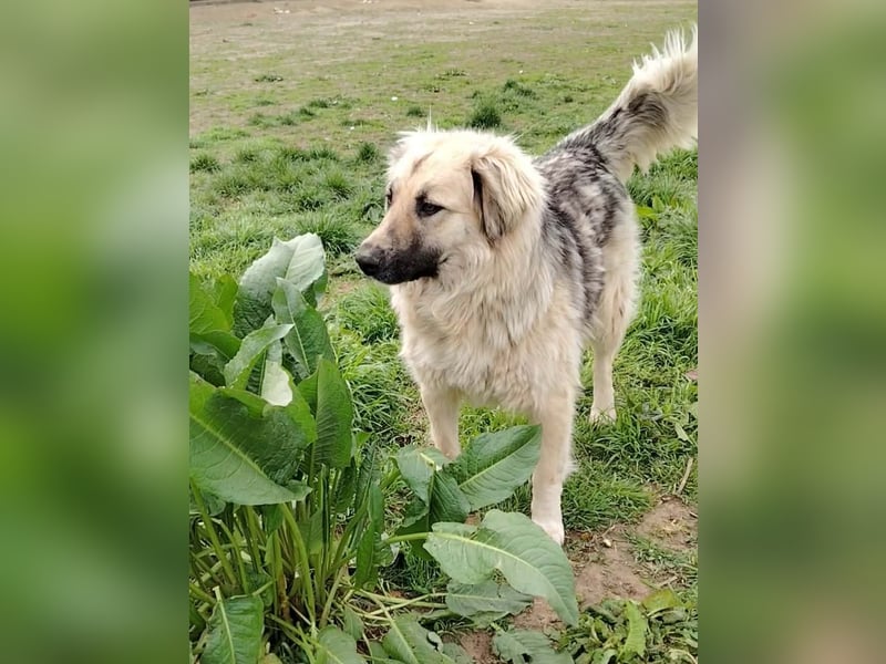 Für-immer-Zuhause ❤️gesucht für LINDA - wartet in PLZ 90596