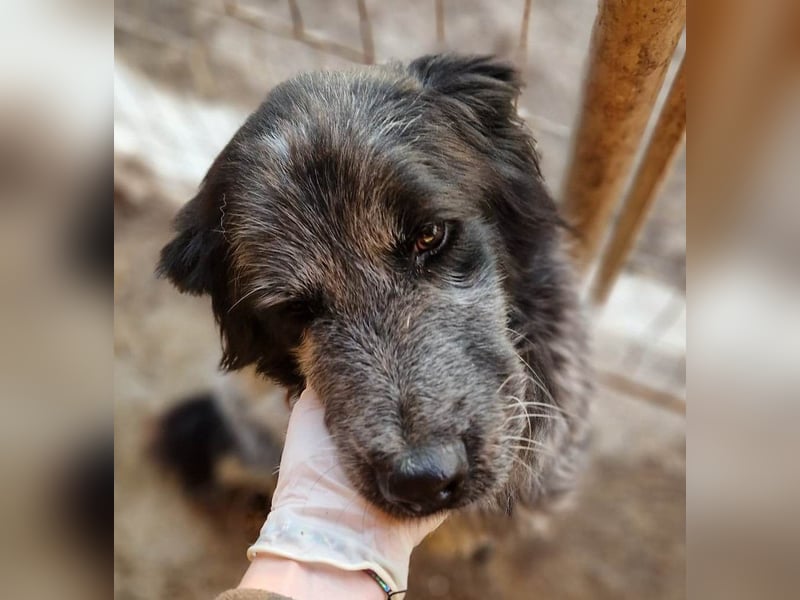 Lupo - wir geben die Hoffnung für ihn nicht auf