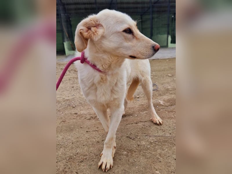 Maja - geht direkt ins Herz - sehr lieb und freundlich