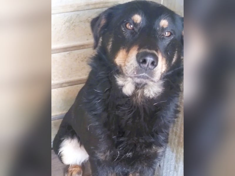 Seelenhund Sami - sucht ein Zuhause auf Lebzeit