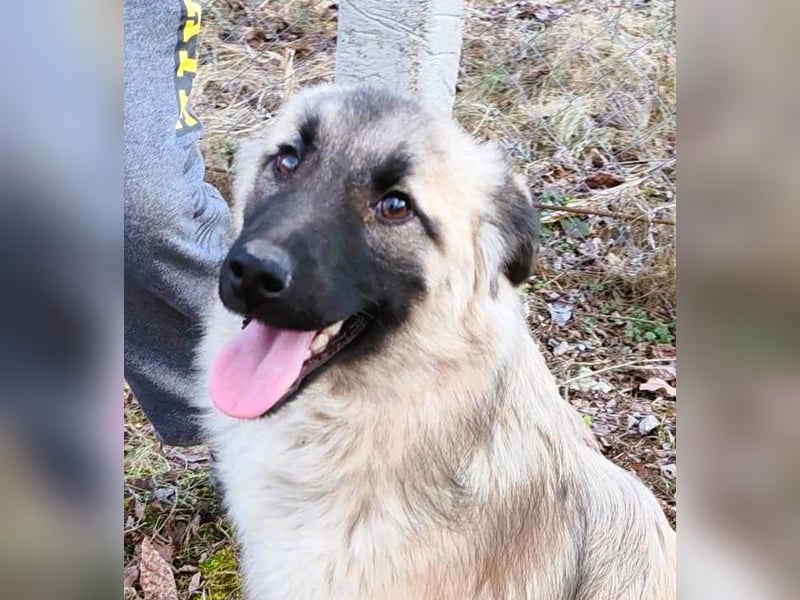 Traumjunge „Kojo“ – ist auf der Suche nach seinem Glück