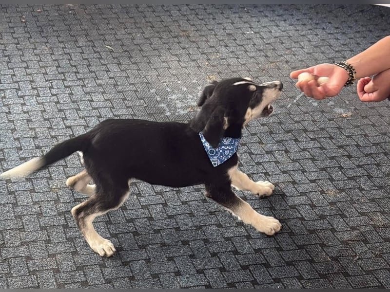 Hübsches Hundekind mit blauen Augen - das ist Lora