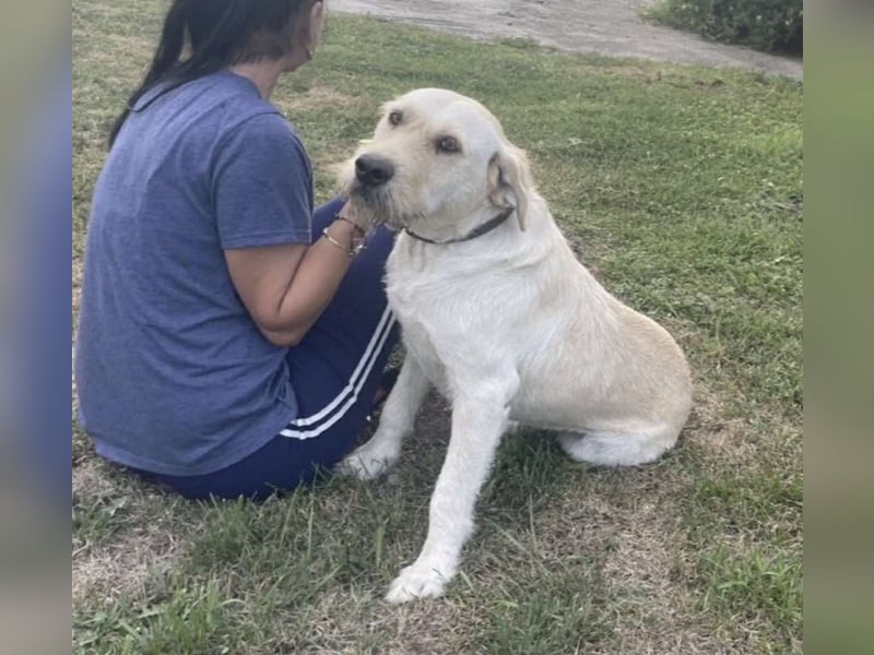 Labbi Mix „TOM“ voller Lebensfreude und Freundlichkeit