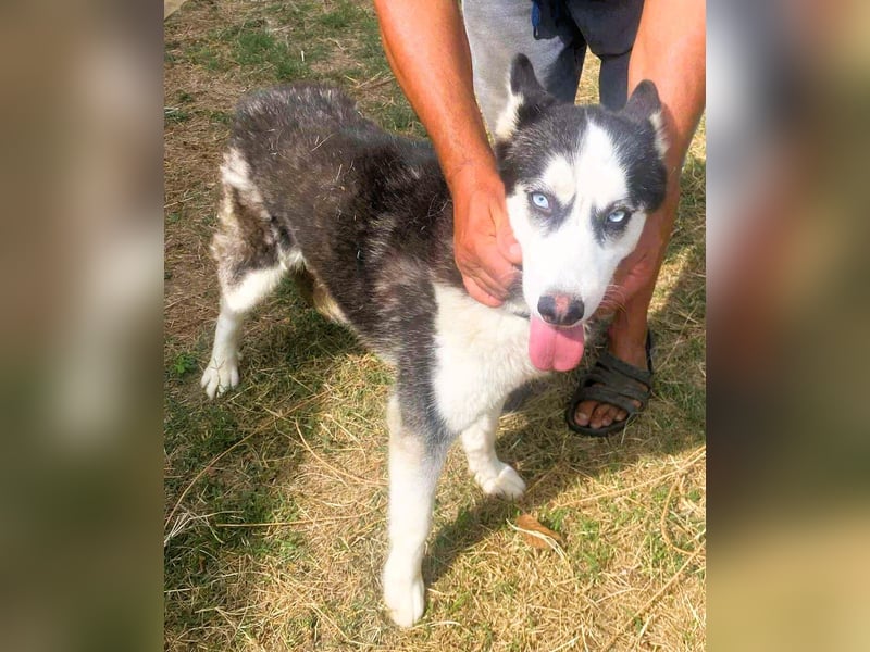 Husky-Mix „Skadi“ - nordische Schönheit mit eisblauen Augen