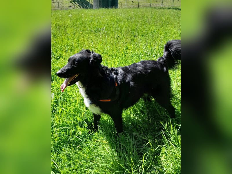 Cindy sucht ihr Traumzuhause-wartet in 94227 Zwiesel
