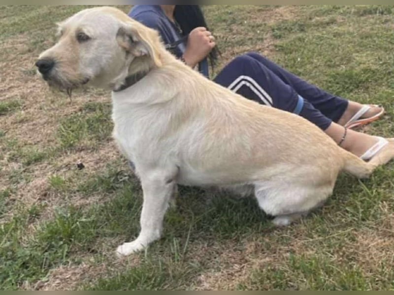 Labbi Mix „TOM“ voller Lebensfreude und Freundlichkeit