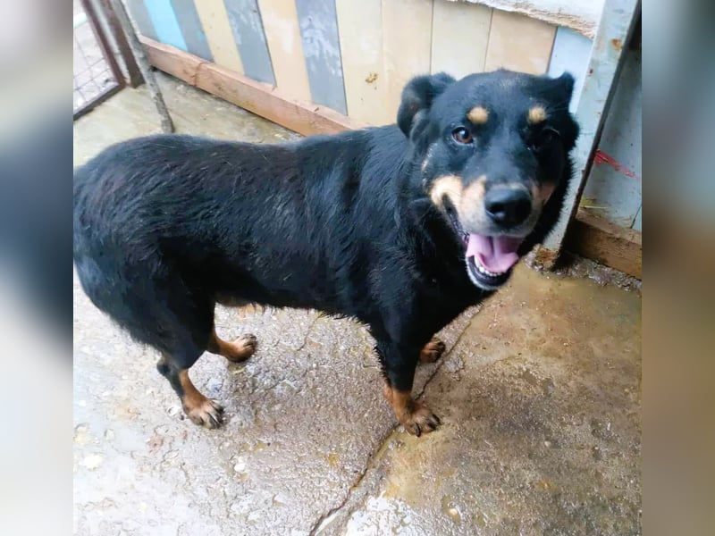 Seelenhund Sami - sucht ein Zuhause auf Lebzeit