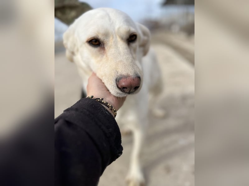 Maja - geht direkt ins Herz - sehr lieb und freundlich