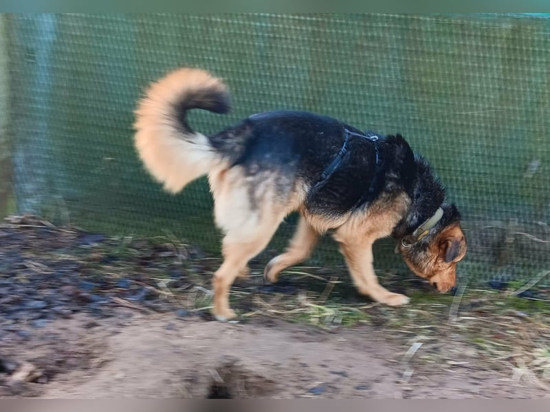 „SOS“ für Sajan - wartet in PLZ 16835 Herzberg auf Besuch