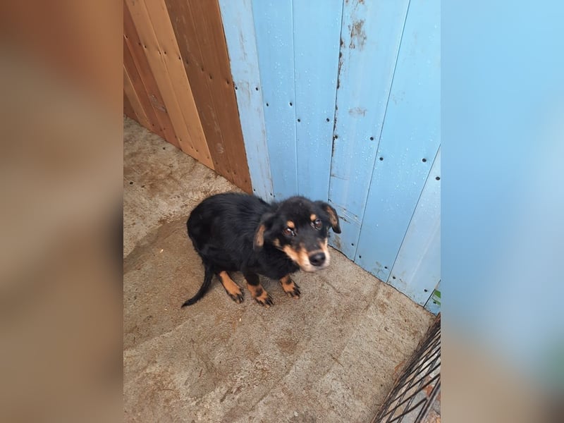 Seelenhund Sami - sucht ein Zuhause auf Lebzeit