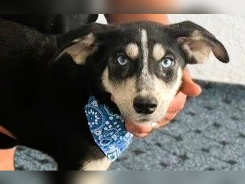 Hübsches Hundekind mit blauen Augen - das ist Lora