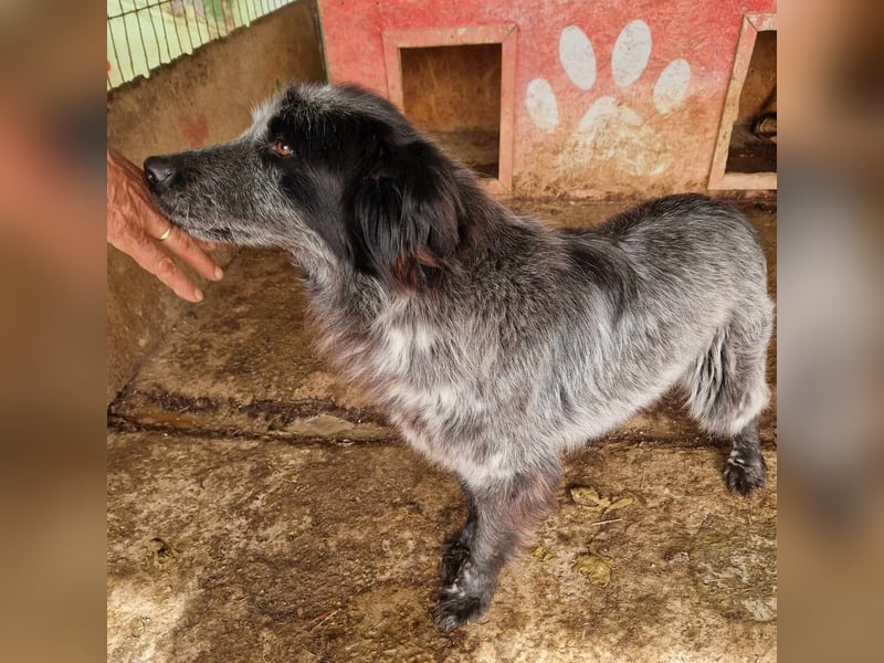 Lupo - wir geben die Hoffnung für ihn nicht auf