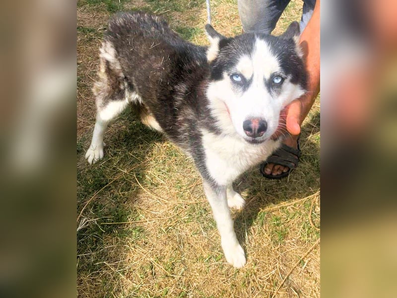 Husky-Mix „Skadi“ - nordische Schönheit mit eisblauen Augen