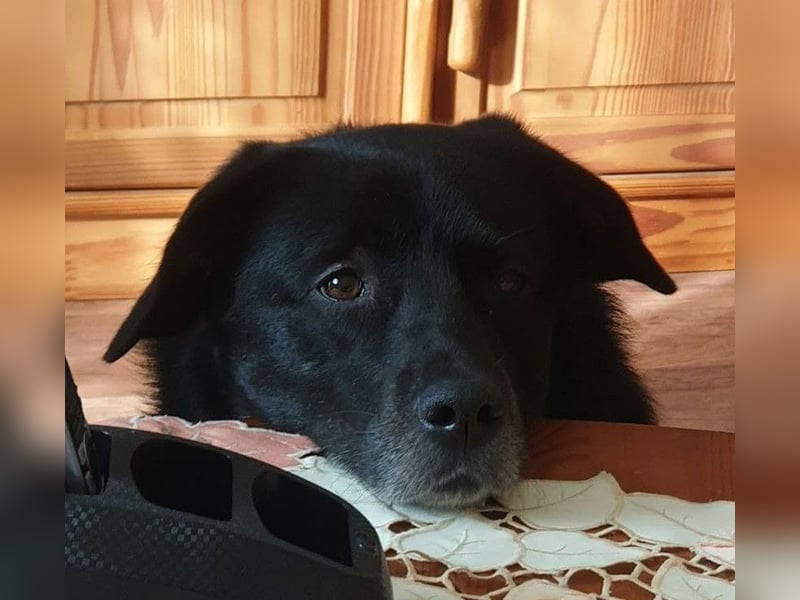 BIJOU - dringend ein neues Zuhause gesucht-wartet in PLZ 75038