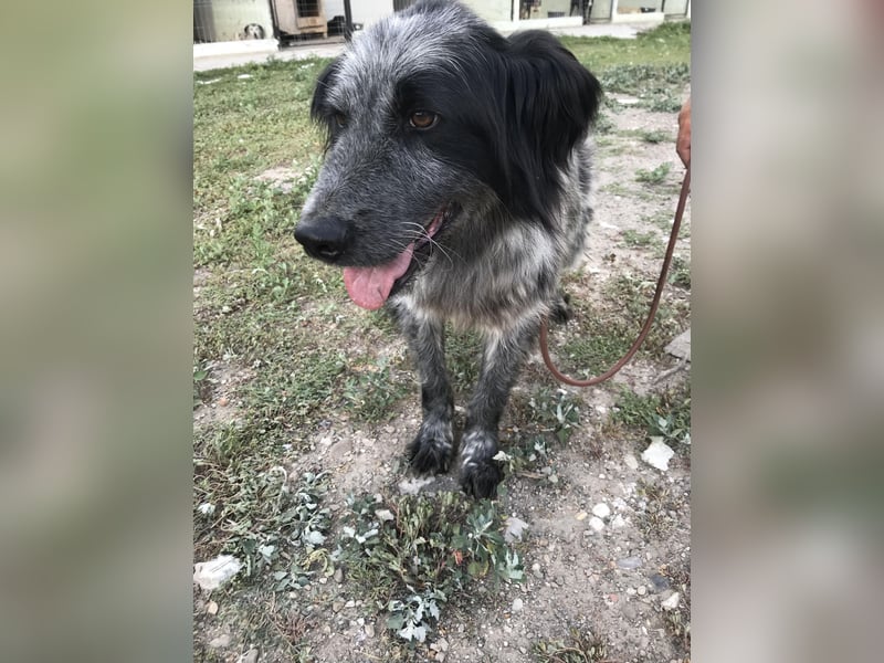 Lupo - wir geben die Hoffnung für ihn nicht auf