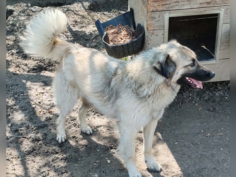 Traumjunge „Kojo“ – ist auf der Suche nach seinem Glück