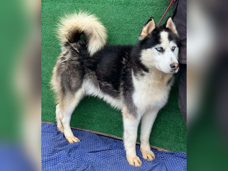 Husky-Mix „Samba“ - nordische Schönheit mit blauen Augen