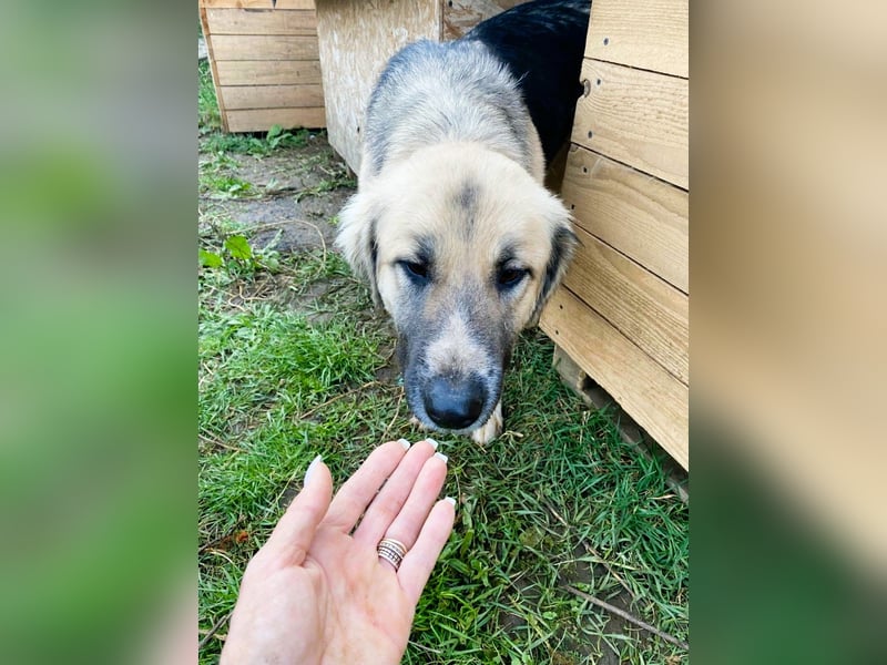 Linda – Zuhause gesucht für ein besonders liebes Mädchen