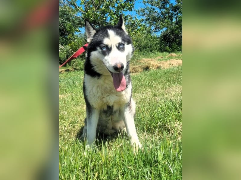 Husky-Mix „Skadi“ - nordische Schönheit mit eisblauen Augen