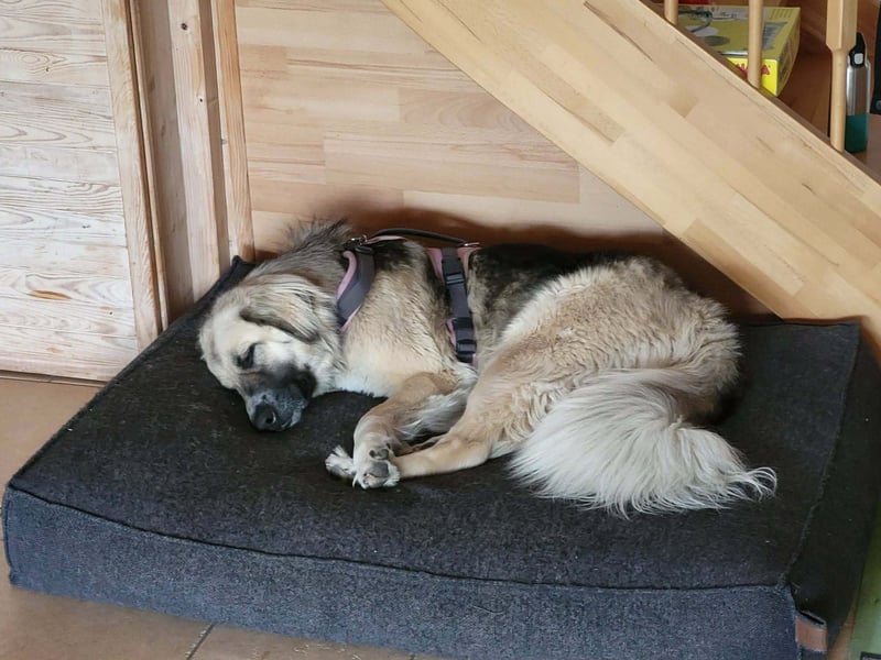 Für-immer-Zuhause ❤️gesucht für LINDA - wartet in PLZ 90596