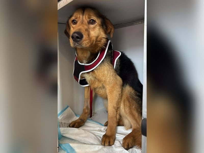 „SOS“ für Sajan - wartet in PLZ 16835 Herzberg auf Besuch