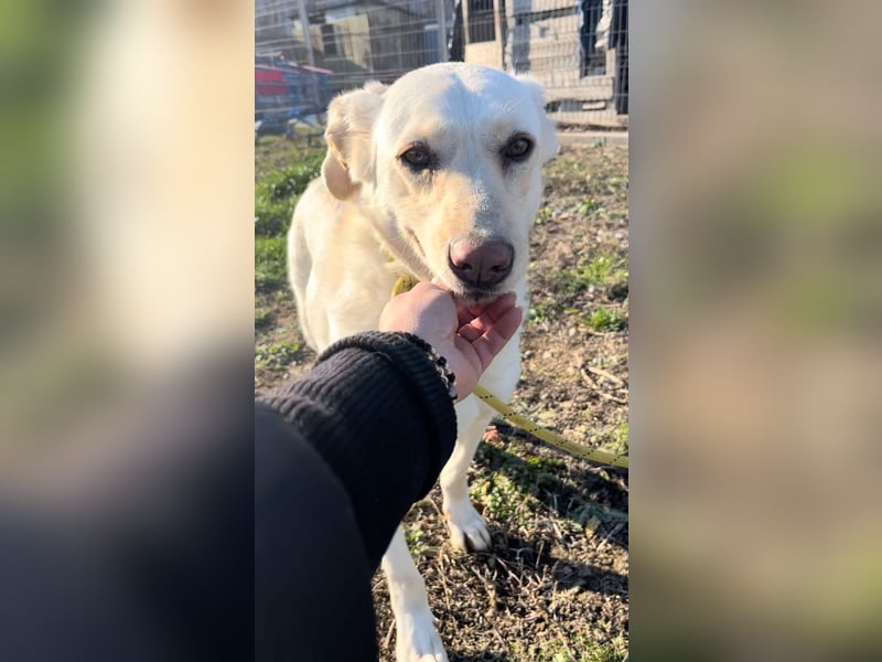 Maja - geht direkt ins Herz - sehr lieb und freundlich