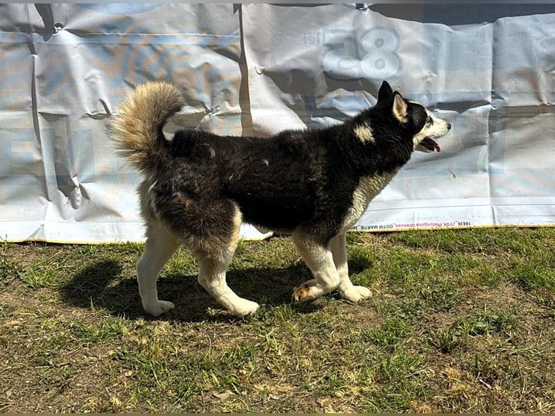 Husky-Mix „Skadi“ - nordische Schönheit mit eisblauen Augen