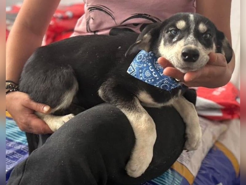 Hübsches Hundekind mit blauen Augen - das ist Lora