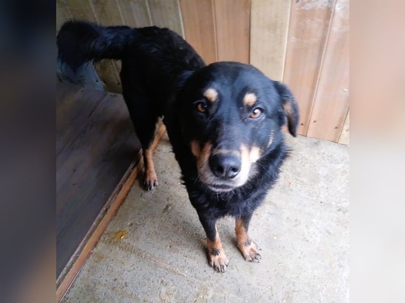 Seelenhund Sami - sucht ein Zuhause auf Lebzeit