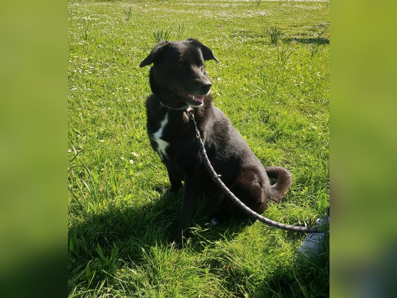 BIJOU - dringend ein neues Zuhause gesucht-wartet in PLZ 75038
