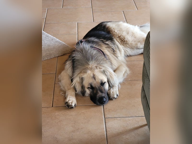 Für-immer-Zuhause ❤️gesucht für LINDA - wartet in PLZ 90596