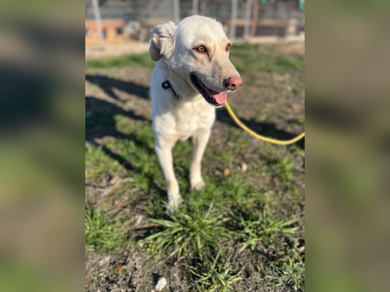 Maja - geht direkt ins Herz - sehr lieb und freundlich