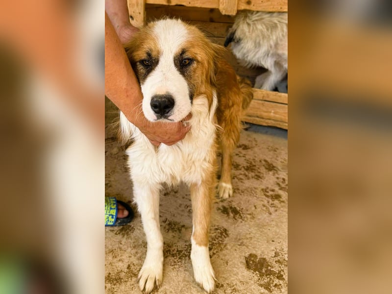 Randy - ein Traum auf 4 Pfoten und bildschön