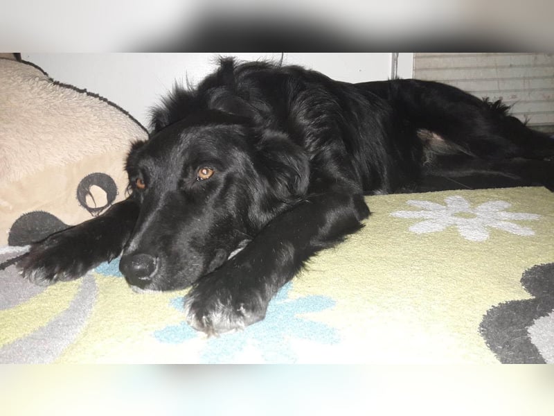 Cindy sucht ihr Traumzuhause-wartet in 94227 Zwiesel